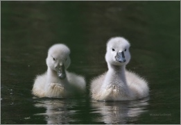 <p>Labuť velká (Cygnus olor) –--- /Mute schwan – Höckerschwan/</p>